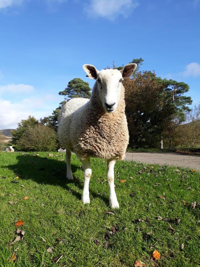 Beautiful Traditional Secluded Country Cottage Sanquhar المظهر الخارجي الصورة